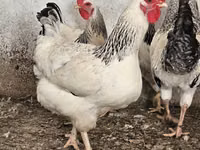 Chickens — الصورة 1
