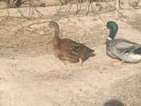 Ducks — 照片 2