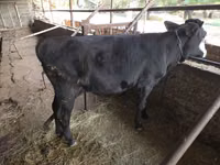 公牛, Cattle — 照片 1