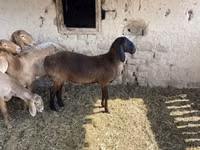 كبش, Arashan sheep — الصورة 4