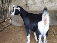 बकरी, Alpine goat — फ़ोटो 6