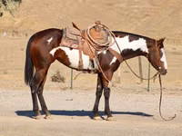 Азаргагүй морь, National Show Horse — 6 зураг