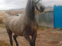 घोड़ी, Orlov Trotter — फ़ोटो 2