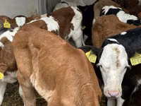 Bovinos (lote, sexo no especificado), Ganado vacuno — foto 5