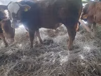 Toro, Vaca Limousin — foto 1