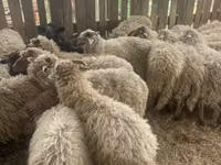 أغنام (دفعة، الجنس غير محدد), Suffolk sheep — الصورة 3