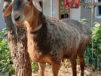 Ram, Sheep — photo 6