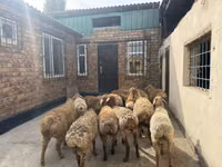 كبش, Rhon sheep — الصورة 8