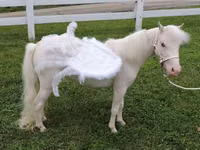母马, Miniature horse — 照片 1