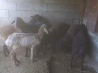 भेड़, भेड़ — फ़ोटो 4