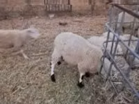 Carnero, Cerry Hill sheep — foto 1