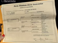 Caballo, Rocky Mountain Horse — foto 8