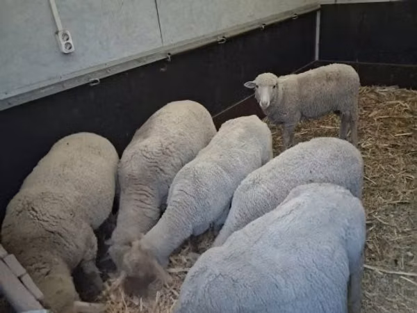 母羊, Sheep