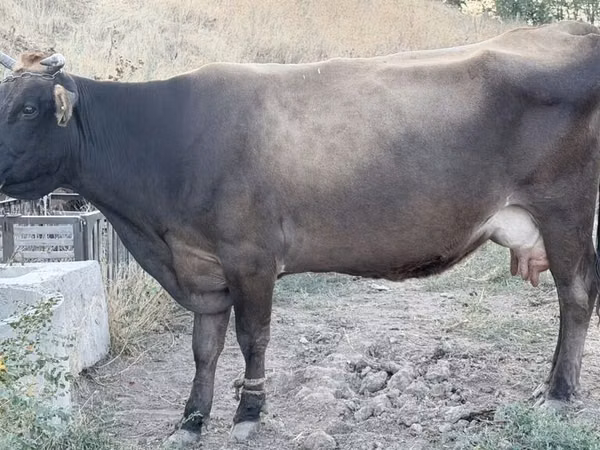 Үнээ, Ukrainian Brown Dairy Cattle