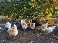 Danish hen — photo 3