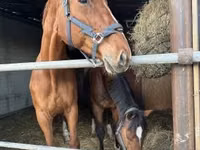 घोड़ी, Polish pony — फ़ोटो 5