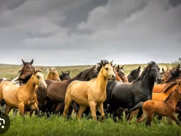 Stute, Horse breed