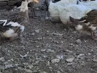 Ducks — फ़ोटो 1
