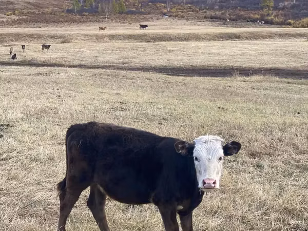 牛只（批次，未指定性别）, Cattle