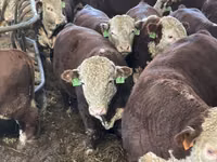Bull, Cattle — photo 2