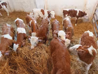 Bulle, Simmental cattle — Foto 4