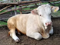 Bulle, Simmental cattle — Foto 8