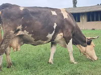 Үнээ, Simmental cattle — 6 зураг