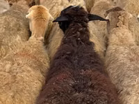 Sheep, Sheep — photo 7