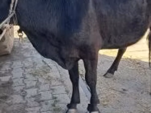 Vaca, Ganado vacuno
