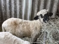 كبش, Valais Blacknose sheep — الصورة 2