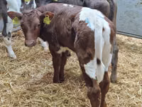 أبقار (دفعة، الجنس غير محدد), Simmental cattle — الصورة 2