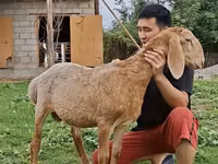 Widder, Arashan sheep — Foto 4