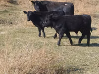 Toro, Swiss cattle — foto 1