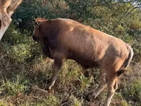 Toro, Ganado vacuno — foto 1