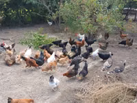 Chickens — foto 5