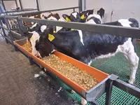 Bulle, Russian Black pied cattle — Foto 4