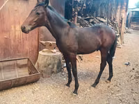 Адуу, French Trotter — 5 зураг