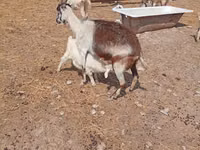 Ямаа, Toggenburg goat — 6 зураг