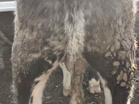 ثور, البلجيكية الزرقاء — الصورة 2
