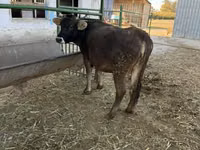 Cow, Cattle — photo 4