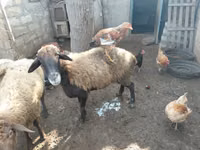 Sheep, Sheep — photo 2
