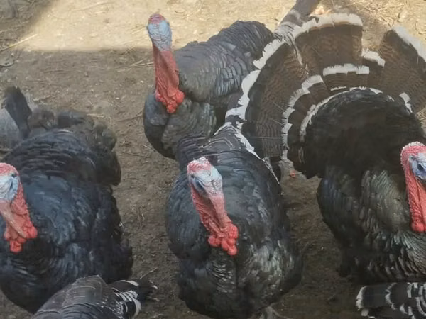 Turkeys
