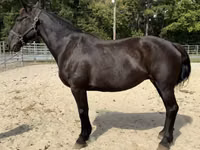 Азаргагүй морь, Percheron — 1 зураг