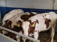 Bull, Simmental cattle — photo 3