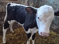 بقرة, Russian Black pied cattle — الصورة 2