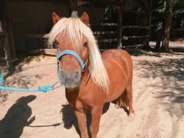 Hengst, Shetland Pony