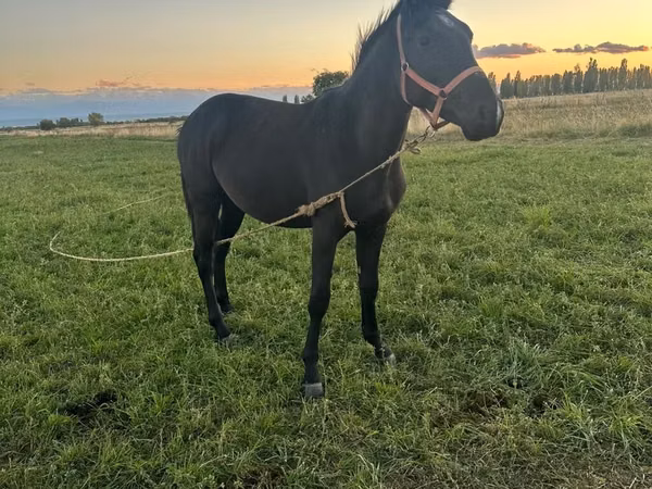 Horse (M), Friesian sport horse