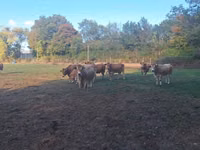 Үнээ, Partenaise cattle — 5 зураг