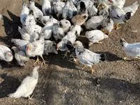 سَسِكس — الصورة 4
