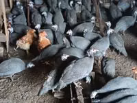 Guinea fowl — 2 зураг